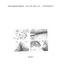 VARIABLE DOMAINS OF CAMELID HEAVY-CHAIN ANTIBODIES DIRECTED AGAINST GLIAL     FIBRILLARY ACIDIC PROTEINS diagram and image