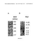 VARIABLE DOMAINS OF CAMELID HEAVY-CHAIN ANTIBODIES DIRECTED AGAINST GLIAL     FIBRILLARY ACIDIC PROTEINS diagram and image