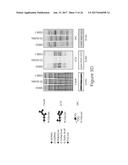 O-GLCNAC TRANSFERASE (OGT) INHIBITORS AND USES THEREOF diagram and image