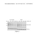 O-GLCNAC TRANSFERASE (OGT) INHIBITORS AND USES THEREOF diagram and image