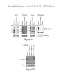 O-GLCNAC TRANSFERASE (OGT) INHIBITORS AND USES THEREOF diagram and image