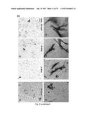 HUMAN-DERIVED ANTI-HUNTINGTIN (HTT) ANTIBODIES AND USES THEREOF diagram and image