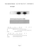 HUMAN-DERIVED ANTI-HUNTINGTIN (HTT) ANTIBODIES AND USES THEREOF diagram and image