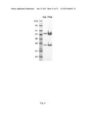 HUMAN-DERIVED ANTI-HUNTINGTIN (HTT) ANTIBODIES AND USES THEREOF diagram and image