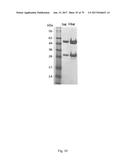 HUMAN-DERIVED ANTI-HUNTINGTIN (HTT) ANTIBODIES AND USES THEREOF diagram and image