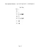 HUMAN-DERIVED ANTI-HUNTINGTIN (HTT) ANTIBODIES AND USES THEREOF diagram and image