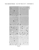 HUMAN-DERIVED ANTI-HUNTINGTIN (HTT) ANTIBODIES AND USES THEREOF diagram and image