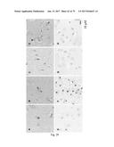 HUMAN-DERIVED ANTI-HUNTINGTIN (HTT) ANTIBODIES AND USES THEREOF diagram and image