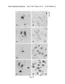 HUMAN-DERIVED ANTI-HUNTINGTIN (HTT) ANTIBODIES AND USES THEREOF diagram and image