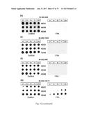 HUMAN-DERIVED ANTI-HUNTINGTIN (HTT) ANTIBODIES AND USES THEREOF diagram and image