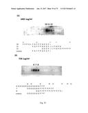 HUMAN-DERIVED ANTI-HUNTINGTIN (HTT) ANTIBODIES AND USES THEREOF diagram and image