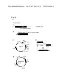 METHOD FOR PRODUCING VECTOR IN WHICH FOREIGN GENE HAS BEEN INTRODUCED diagram and image