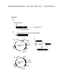 METHOD FOR PRODUCING VECTOR IN WHICH FOREIGN GENE HAS BEEN INTRODUCED diagram and image