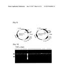 METHOD FOR PRODUCING VECTOR IN WHICH FOREIGN GENE HAS BEEN INTRODUCED diagram and image