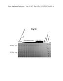 NOVEL INSECTICIDAL PROTEINS FROM PLANTS diagram and image