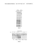 Composition and Method for Stabilizing Nucleic Acids in Biological Samples diagram and image