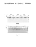 Composition and Method for Stabilizing Nucleic Acids in Biological Samples diagram and image