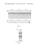 Composition and Method for Stabilizing Nucleic Acids in Biological Samples diagram and image