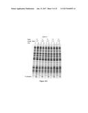 Composition and Method for Stabilizing Nucleic Acids in Biological Samples diagram and image