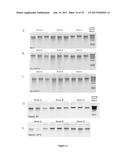 Composition and Method for Stabilizing Nucleic Acids in Biological Samples diagram and image