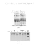 Composition and Method for Stabilizing Nucleic Acids in Biological Samples diagram and image