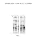 Composition and Method for Stabilizing Nucleic Acids in Biological Samples diagram and image