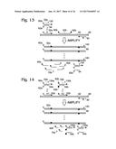 AMPLIFICATION REPORTER WITH BASE-PAIRING OLIGOMERS diagram and image