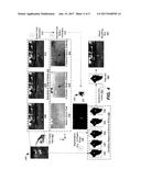 OBJECT SELECTION BASED ON REGION OF INTEREST FUSION diagram and image