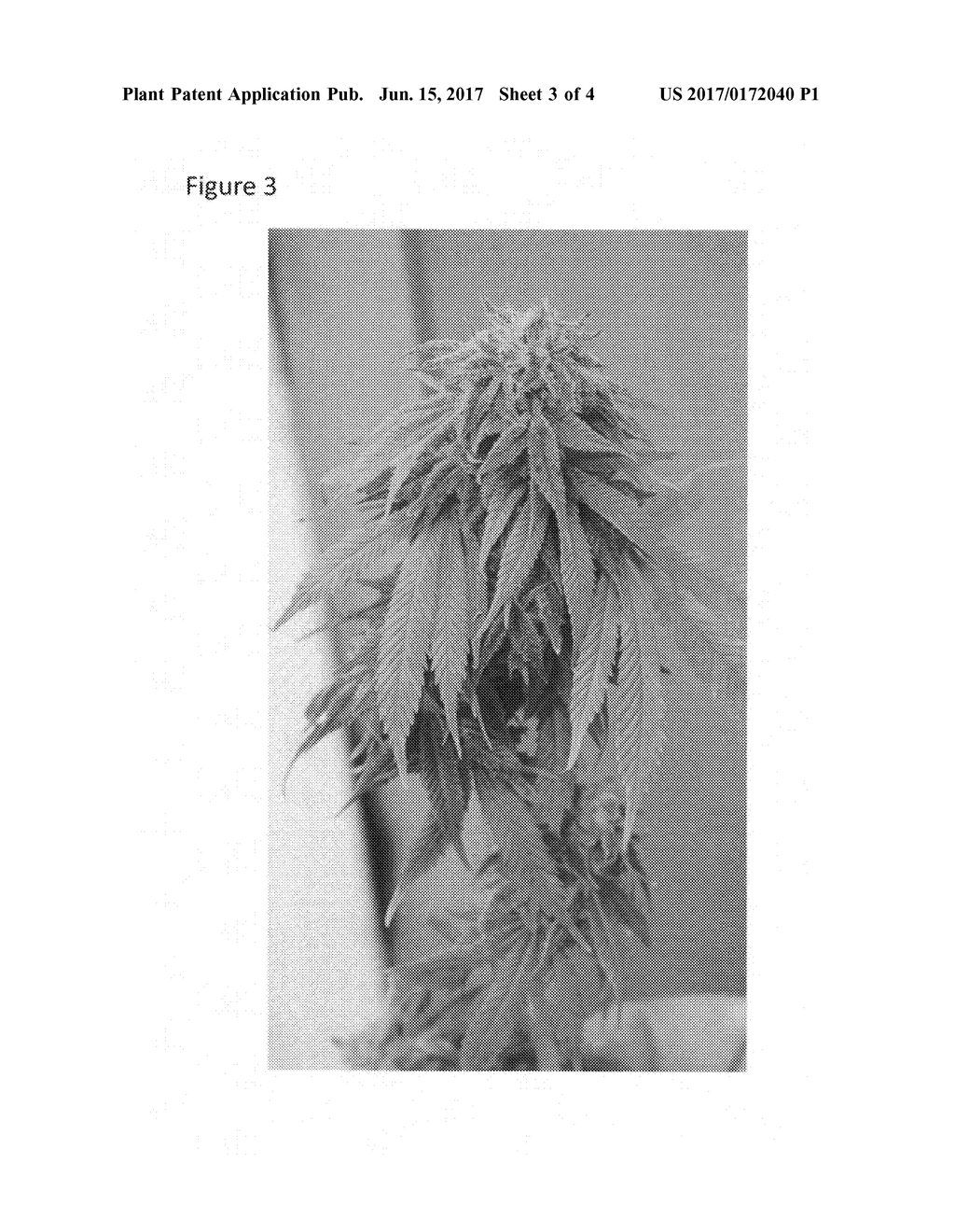 Cannabis plant named 'Katelyn Faith' - diagram, schematic, and image 05