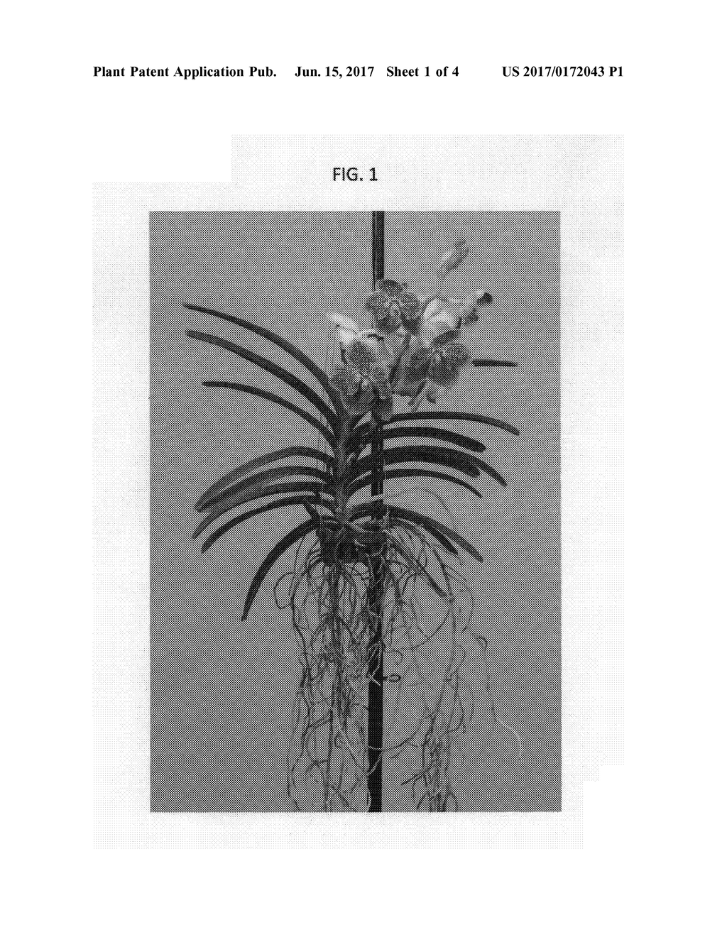 Vanda plant named SPCDW1524 - diagram, schematic, and image 06