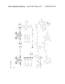 SITE-SPECIFIC ANTIBODY-DRUG GLYCOCONJUGATES AND METHODS diagram and image