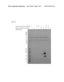 SITE-SPECIFIC ANTIBODY-DRUG GLYCOCONJUGATES AND METHODS diagram and image