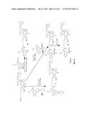 ANTI-HER2 ANTIBODIES AND IMMUNOCONJUGATES diagram and image