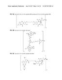 ANTI-HER2 ANTIBODIES AND IMMUNOCONJUGATES diagram and image