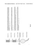 ANTI-HER2 ANTIBODIES AND IMMUNOCONJUGATES diagram and image