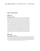 Single-Arm Monovalent Antibody Constructs and Uses Thereof diagram and image