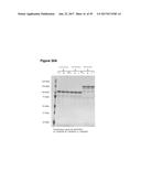 Single-Arm Monovalent Antibody Constructs and Uses Thereof diagram and image