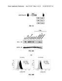 RETROVIRAL VECTOR HAVING IMMUNE-STIMULATING ACTIVITY diagram and image