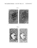 CHROMOGENIC PEROXIDASE SUBSTRATES diagram and image