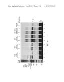 AMPLIFICATION AND DETECTION OF RIBONUCLEIC ACIDS diagram and image