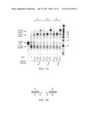 AMPLIFICATION AND DETECTION OF RIBONUCLEIC ACIDS diagram and image