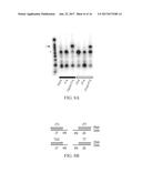 AMPLIFICATION AND DETECTION OF RIBONUCLEIC ACIDS diagram and image