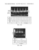 AMPLIFICATION AND DETECTION OF RIBONUCLEIC ACIDS diagram and image