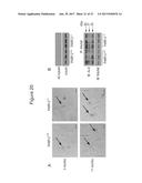 METHODS OF TREATING MITOCHONDRIAL DYSFUNCTION diagram and image