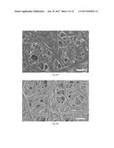 BIOPAPERS AS A SUBSTRATE FOR TISSUE CULTURE diagram and image