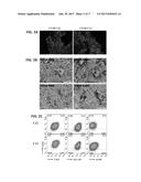 System and Method for Cold Atmospheric Plasma Treatment on Cancer Stem     Cells diagram and image