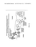 IN VITRO RECONSTITUTED PLANT VIRUS CAPSIDS FOR DELIVERING RNA GENES TO     MAMMALIAN CELLS diagram and image