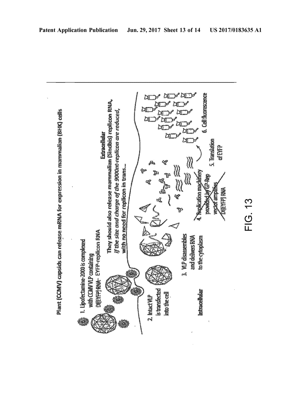 IN VITRO RECONSTITUTED PLANT VIRUS CAPSIDS FOR DELIVERING RNA GENES TO     MAMMALIAN CELLS - diagram, schematic, and image 14