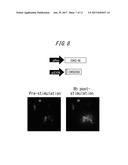 SPLIT RECOMBINANT LUCIFERASE, AND ANALYSIS METHOD USING THEREOF diagram and image