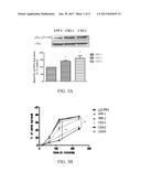 CARDIOTONIC STEROID ANTAGONISTS AND RELATED METHODS diagram and image